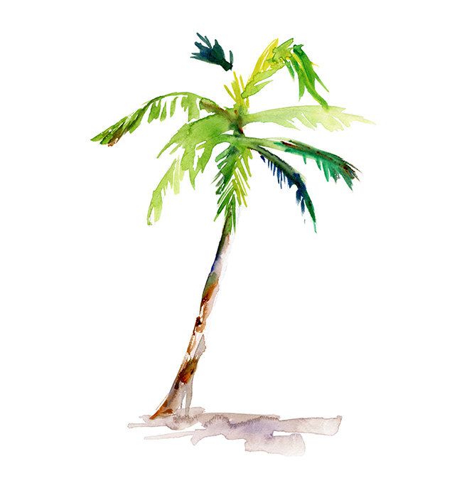 650x700 Palm Tree Drawing Tumblr