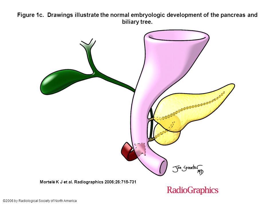 Pancreas Drawing