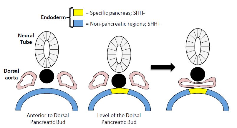 805x435 Development Of The Pancreas Pancreapedia