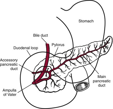 362x348 gastric, pancreatic, and intestinal function basicmedical key