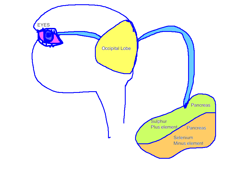 800x600 Grove Body Part Chart Pancreas=selenium