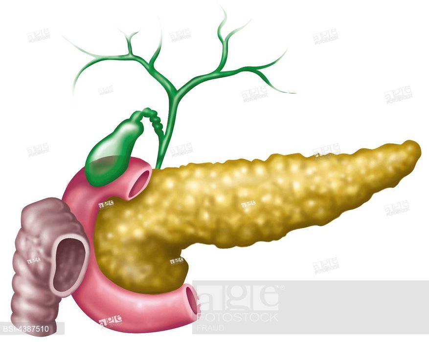 877x700 Pancreas, Drawing, Stock Photo, Picture And Rights Managed Image