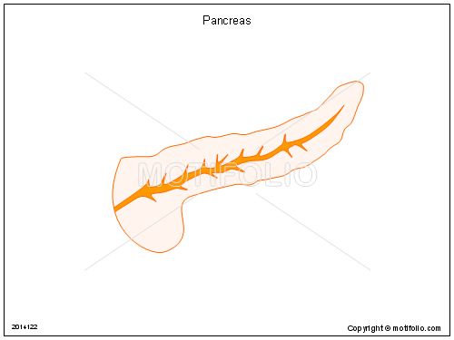 500x375 Pancreas Illustrations
