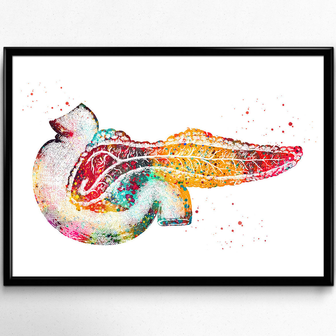 1179x1181 Pancreas Watercolor Printhuman Anatomy Internal Organs Etsy