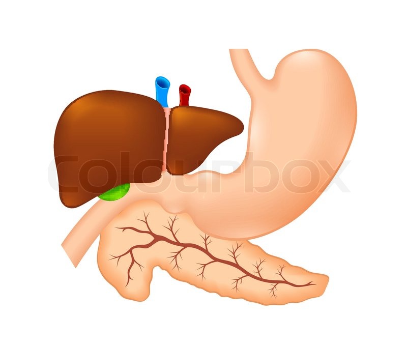 800x680 Stomach, Liver And Pancreas Stock Vector Colourbox