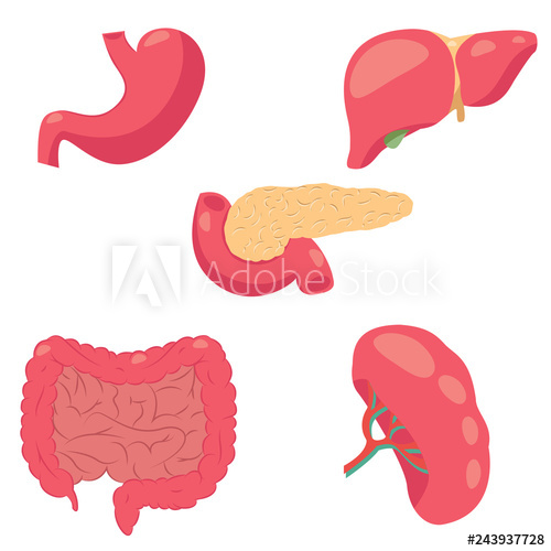 500x500 Vector Illustration Of Human Digestive System Vector Drawing