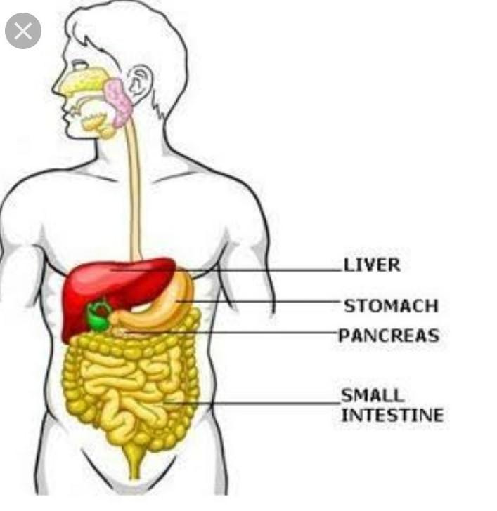 707x728 Draw A Neat Diagram Of Human Alimentary Canal Label The Parts