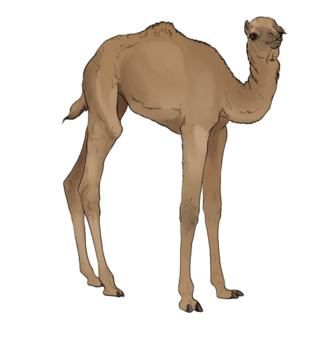 466x480 Collection Of Free Stomach Drawing Pancreas Download On Ui Ex