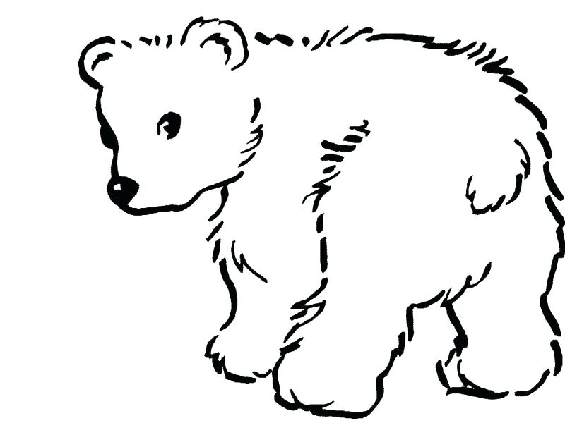 800x600 Simple Drawing Of A Bear Image Titled Draw A Teddy Bear Step