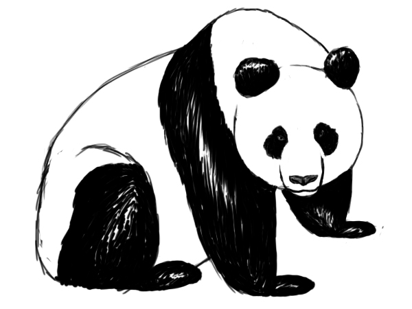 600x450 Panda Face Photo Drawing Drawing Skill