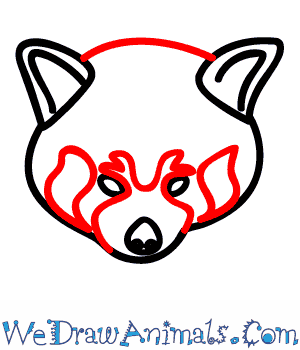 300x350 How To Draw A Red Panda