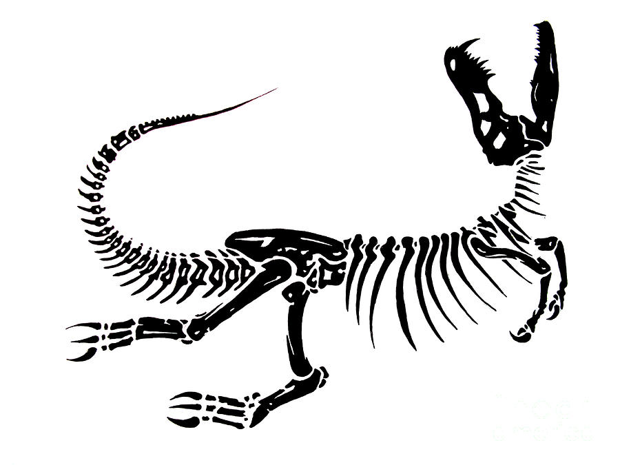 900x675 Fossil Drawing Panda For Free Download