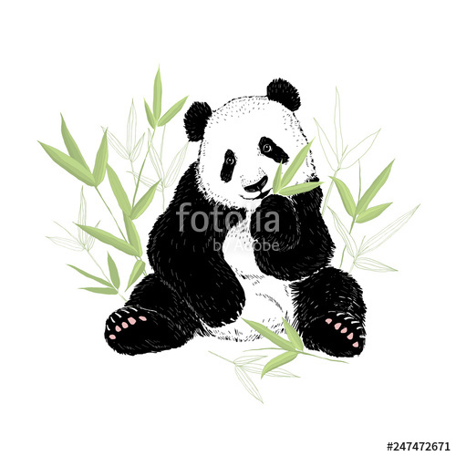 500x500 Cute Panda Bear Eating Bamboo Leaves Vector Illustration Isolated