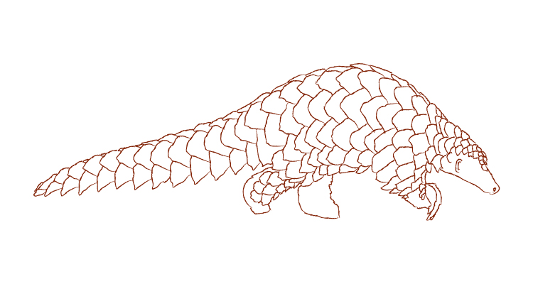 750x400 world pangolin day gemma randall