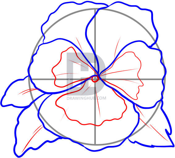 566x511 How To Draw A Pansy, Step