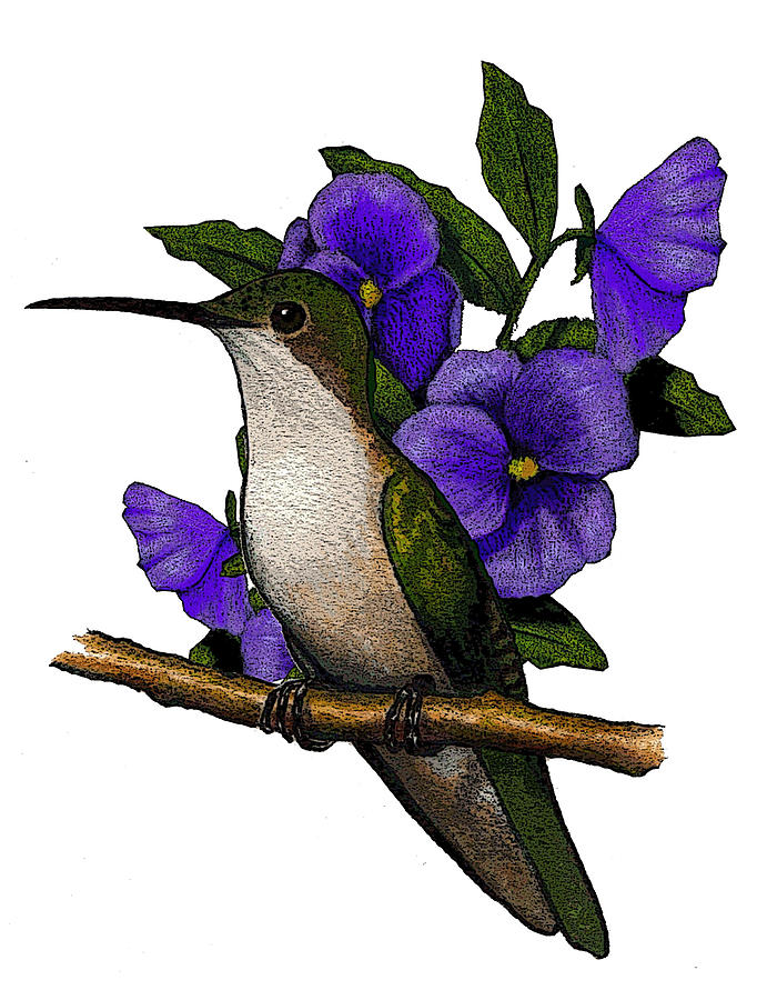 691x900 hummingbird with pansies drawing