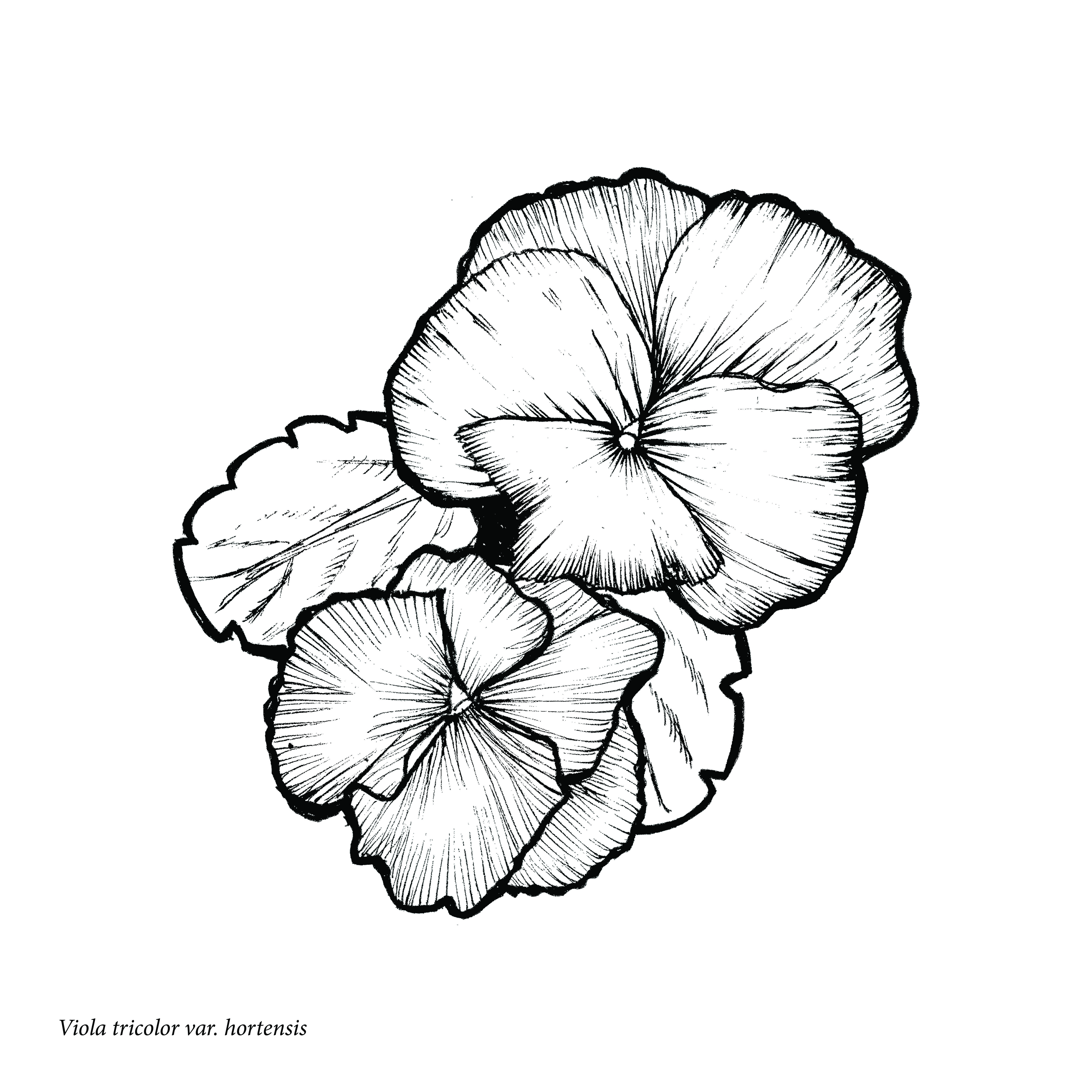 5400x5400 drawing allison kittredge illustration tattoo