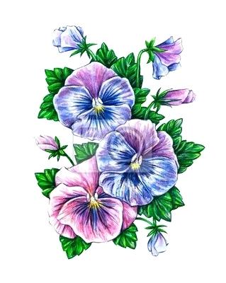 319x400 pansies flowers pansy edible australia north shields walmart