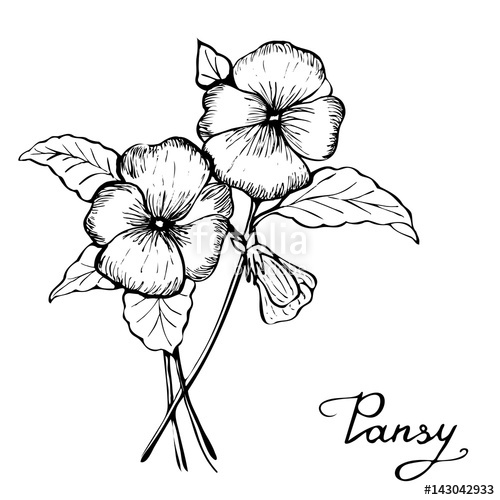 500x500 pansy botany illustration stock image and royalty free vector