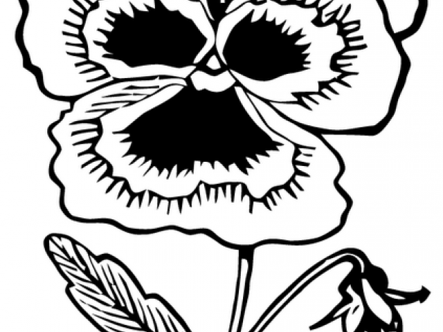 640x480 Pansy Clipart