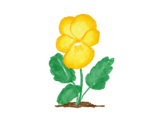 540x429 Yellow Pansy