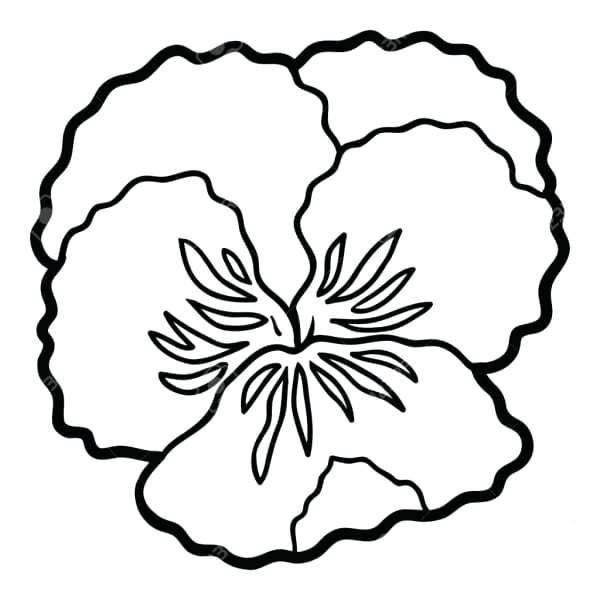 600x600 Pansy Coloring