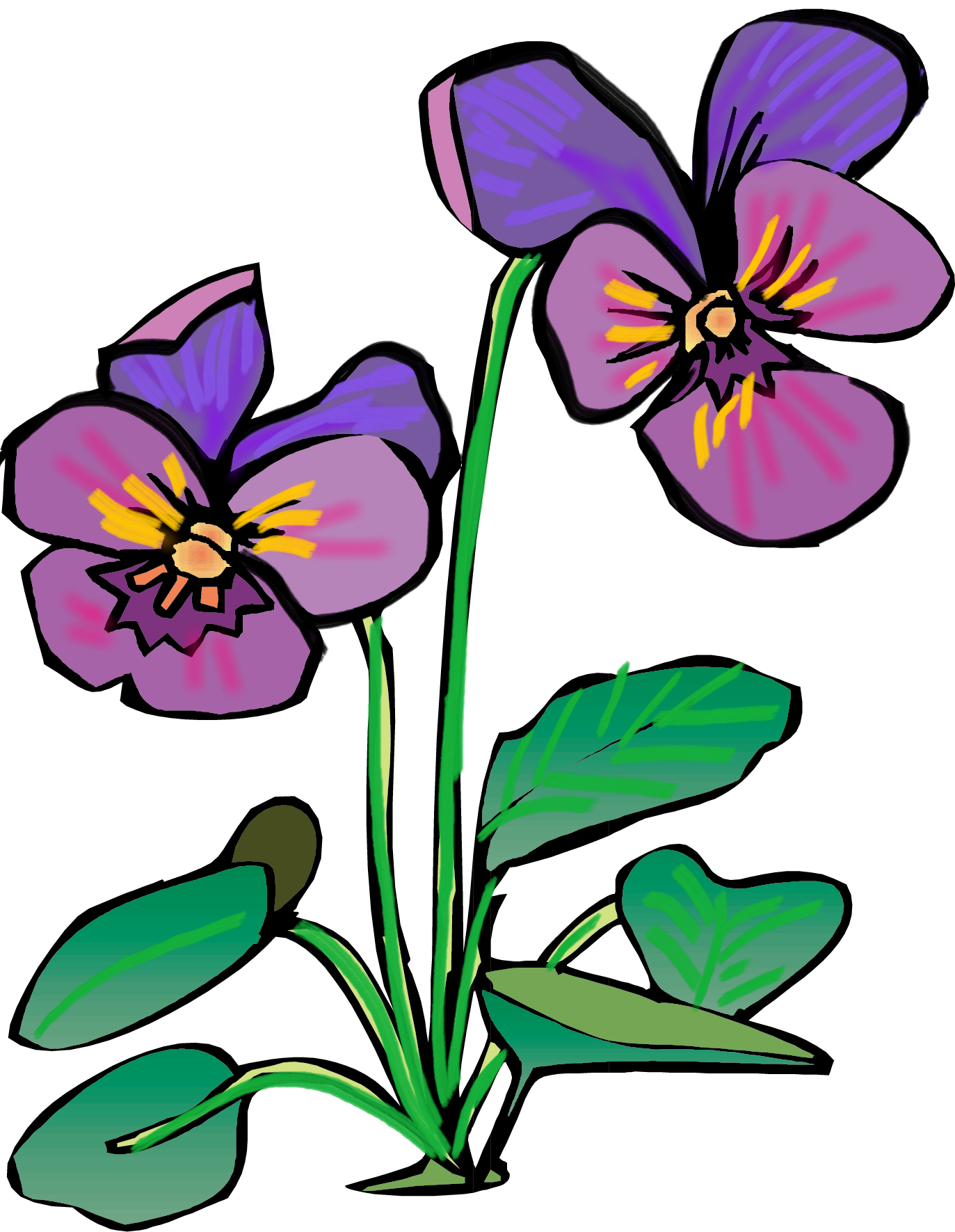 1373x1771 Pansy Purple Flowers Drawing Plant