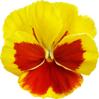 338x340 Pansy Flower Annual Plant Download Drawing Cc0