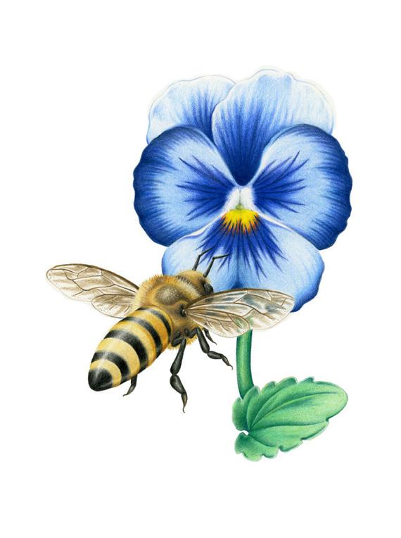 570x764 Pansy Pencil Drawing