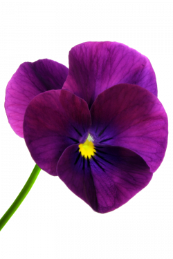 250x375 Pansy Drawing, Picture