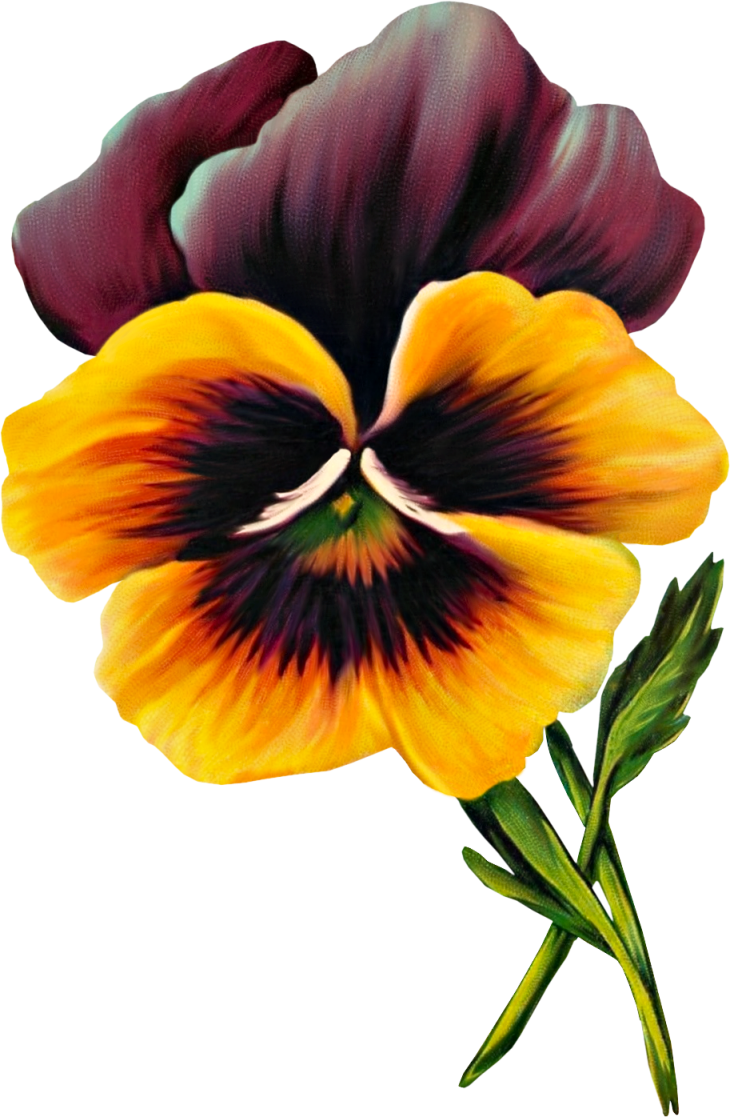730x1117 Pansy Drawing Wild, Picture