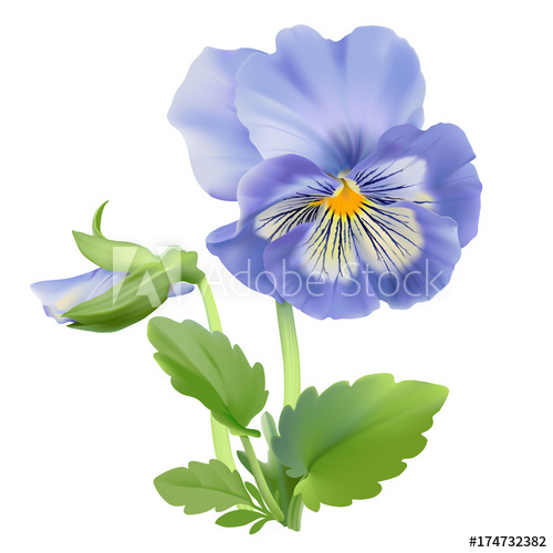 500x500 Pansy Flower Hand Drawn Vector Illustration Of A Garden Variety