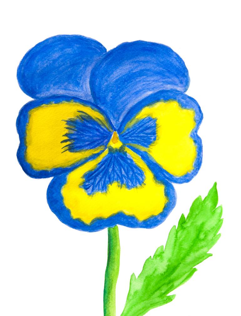 770x1008 Pansy Of Light Blue And Yellow Colours On White Background