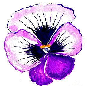 288x300 watercolor pansies art