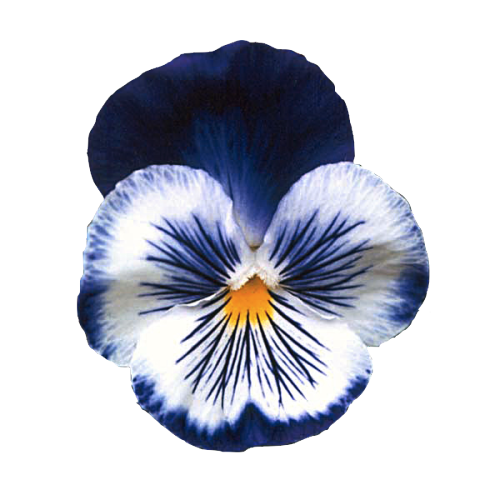 500x500 Collection Of Free Pansy Drawing Pen Download On Ui Ex