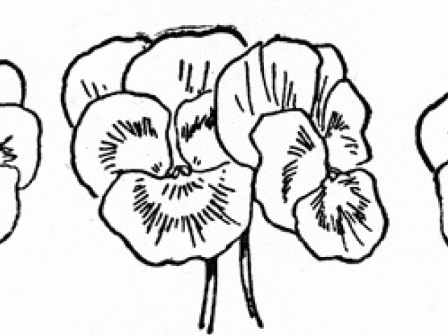 640x480 Pansy Clipart Black And White