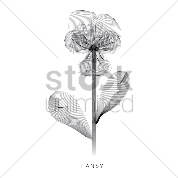 600x600 Pansy Vector Image