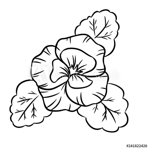 500x500 Vector Black Contour Of Pansy Flowers Isolated Vector Template