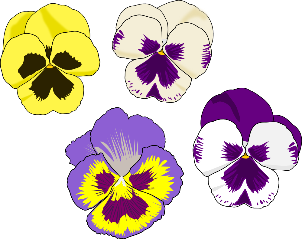 999x790 Collection Of Free Pansy Drawing Mango Download On Ui Ex