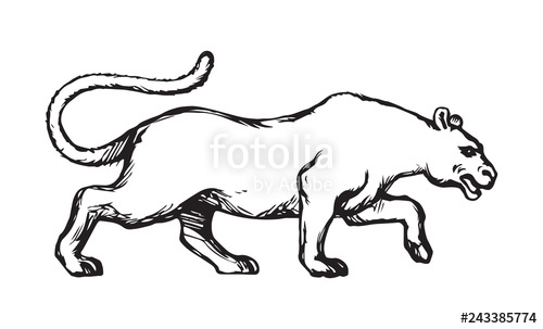 500x303 Panther Vector Drawing Stock Image And Royalty Free Vector