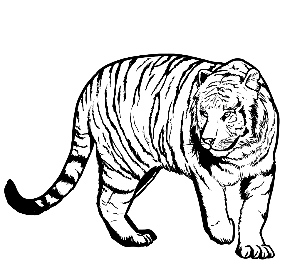 987x938 Panthers Coloring Pages Pretty Design Panther
