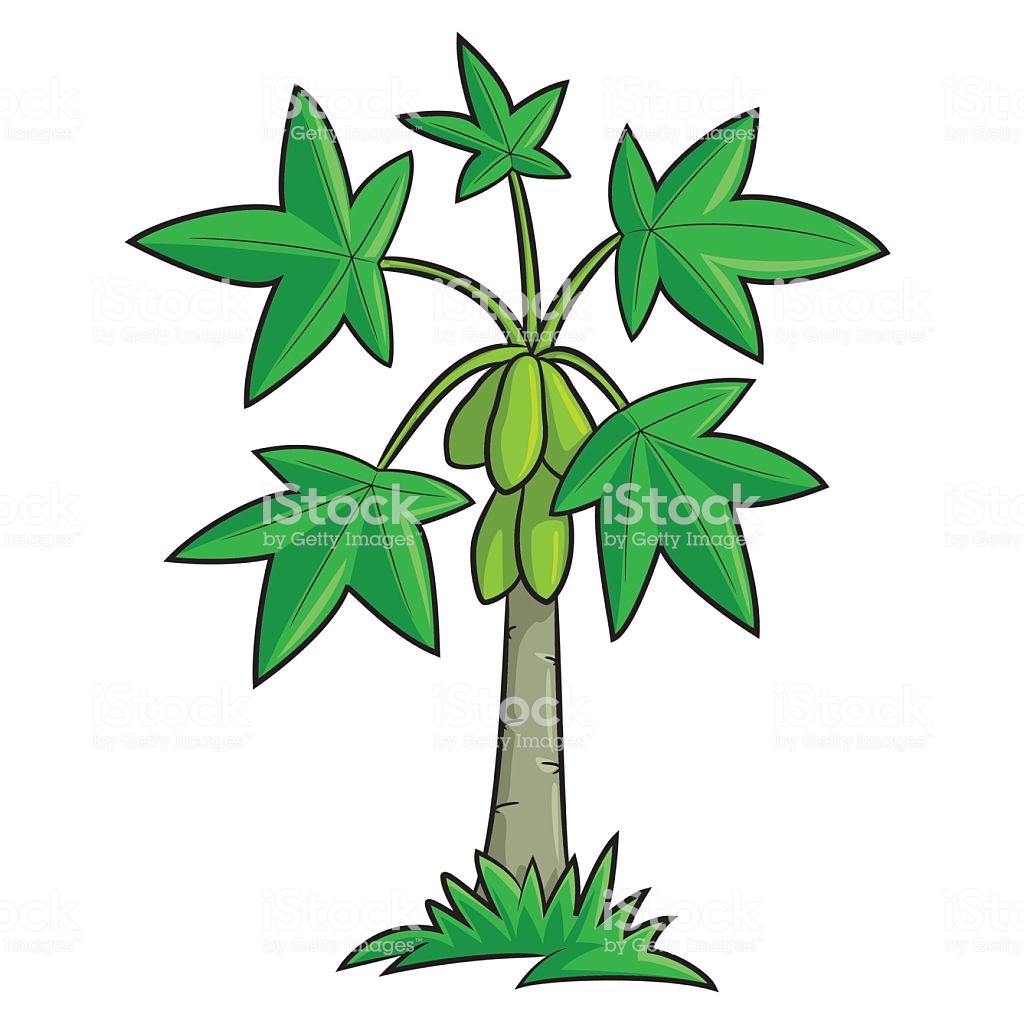1024x1024 Huge Collection Of 'papaya Tree Drawing' Download More Than