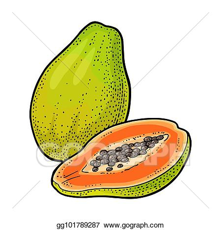 450x470 Good Papaya Clipart Drawing Free Clipart On Dumielauxepices This