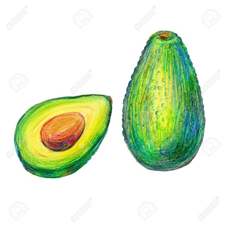 728x728 Avocado Line Drawing Tree Fruit Realistic Images Black And White