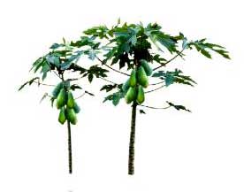 276x217 Sketchup Plants, Trees, And Shrubs Archive