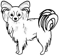 250x238 Papillon Dog Utopianbob And Other Papillons Papillon Dog, Dog