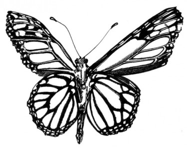 Papillon Drawing | Free download on ClipArtMag