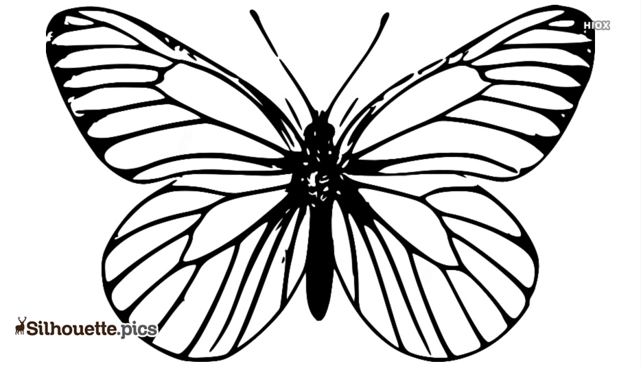 934x534 Black And White Papillon Butterfly Clipart Silhouette Silhouette