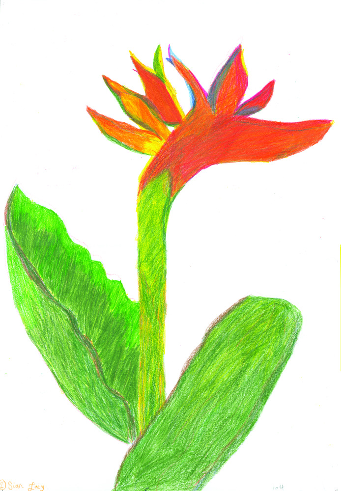 694x1000 Bird Of Paradise