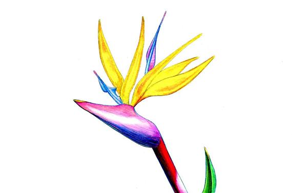 570x377 Bird Of Paradise Art Print Of An Original Drawing Available Etsy